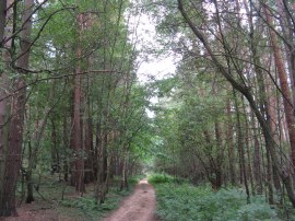 Sandstone outcrop, Westcott Heath